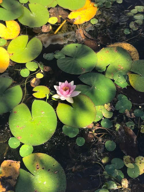 A Pink Lotus Flower in Bloom