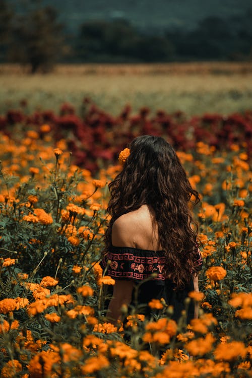 bezplatná Základová fotografie zdarma na téma květinové pole, oranžové květiny, pohled zezadu Základová fotografie