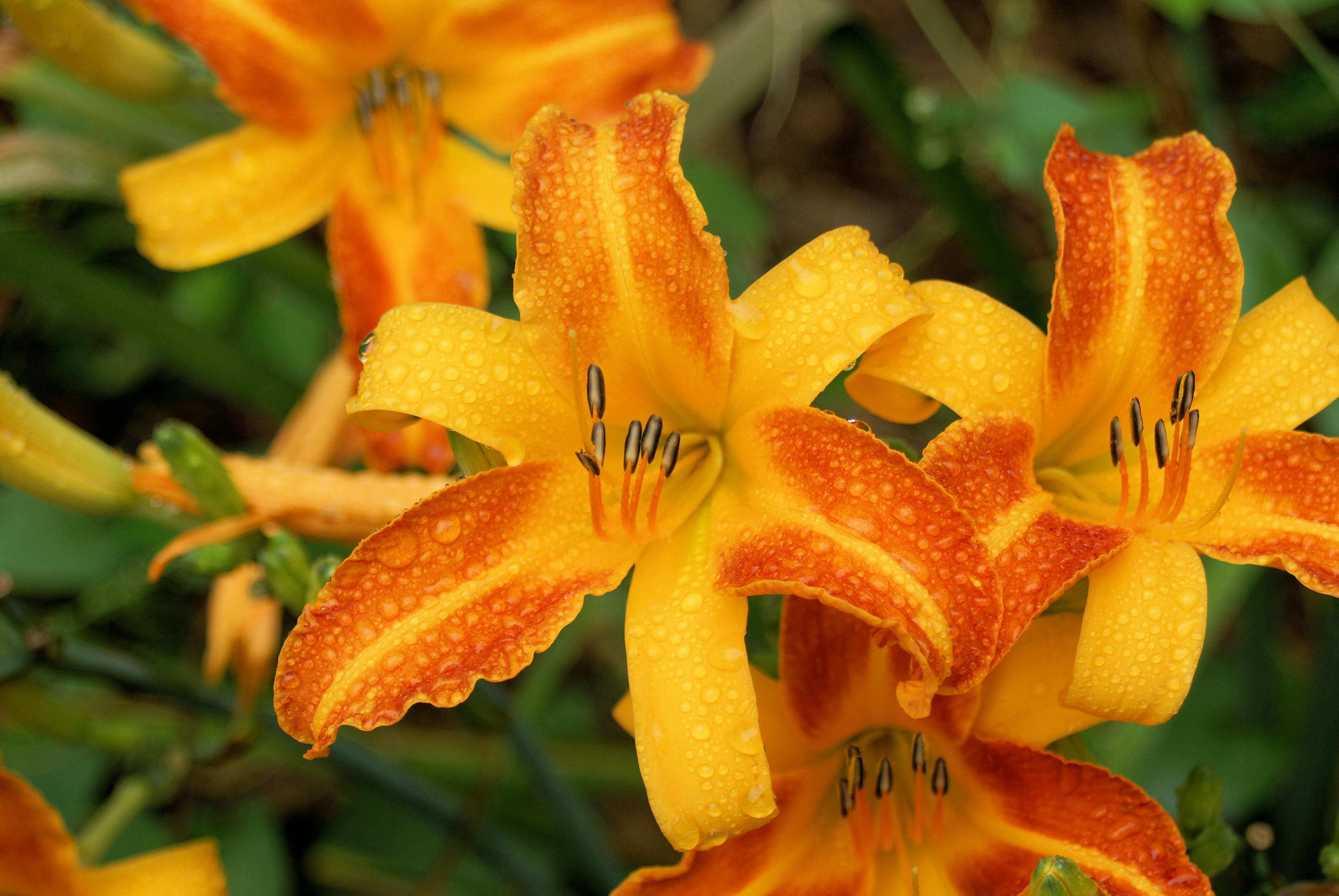 Lilly Photos, Download Free Lilly Stock Photos &amp; HD Images