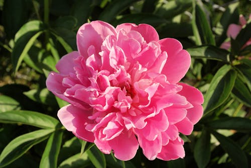 Pink Flower in Bloom