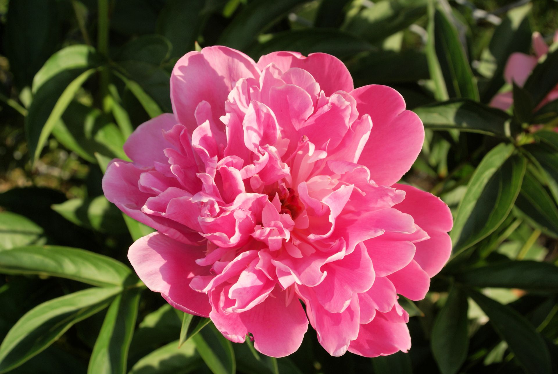 Explore the intricate beauty of a vibrant pink peony in full bloom. Perfect for floral enthusiasts.