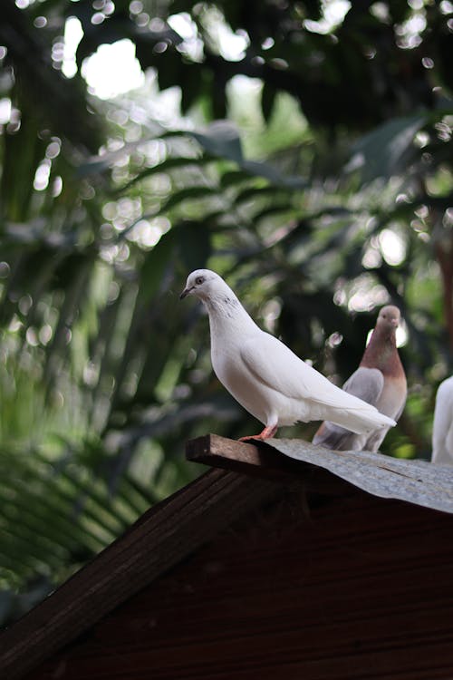 White Pigeon on Roof