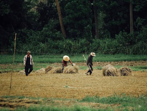 Men Working on Field