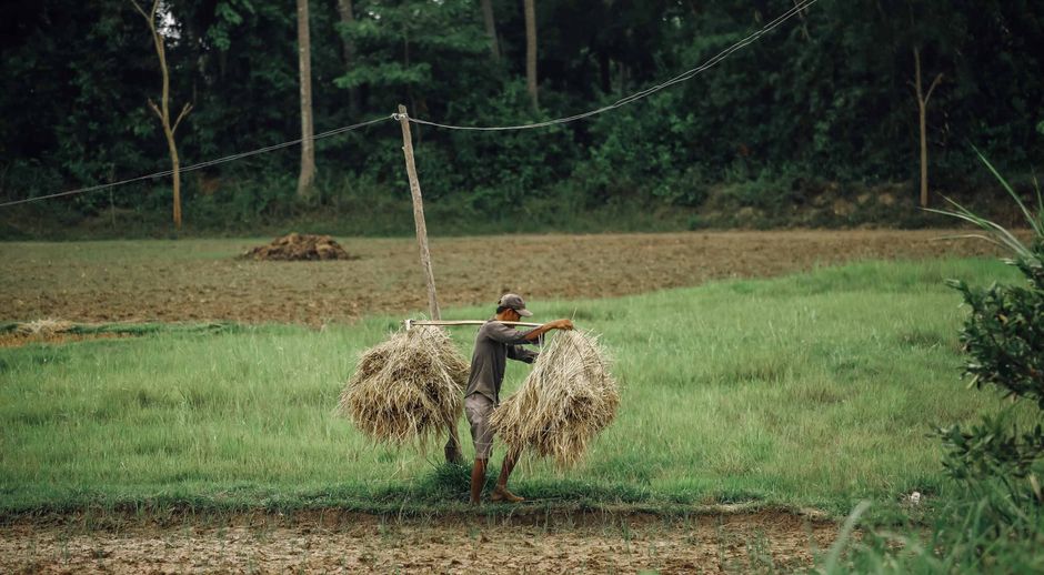 A rural worker carries hay bales on a pole through a lush green field, showcasing traditional farming techniques.
