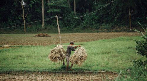 Free A rural worker carries hay bales on a pole through a lush green field, showcasing traditional farming techniques. Stock Photo