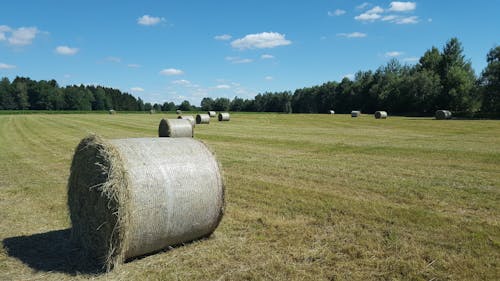 Photos gratuites de feld, stroh, wiese