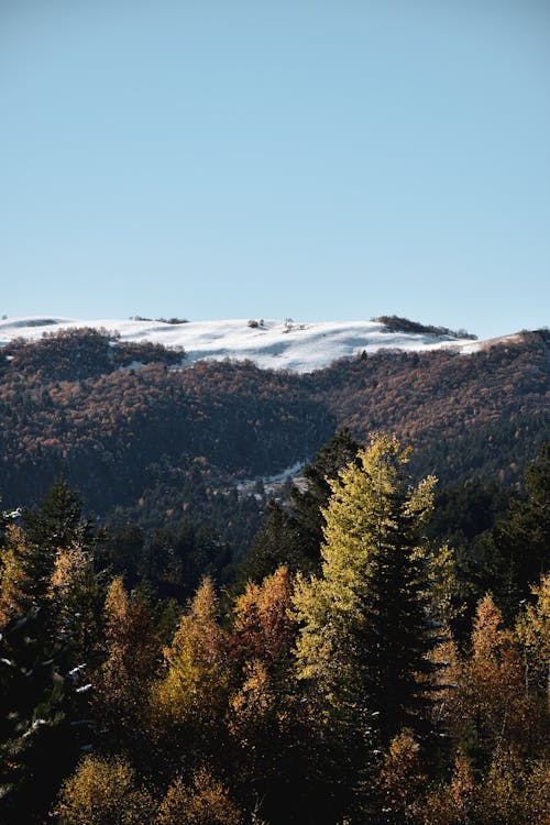 Hill in Snow and Autumn Trees