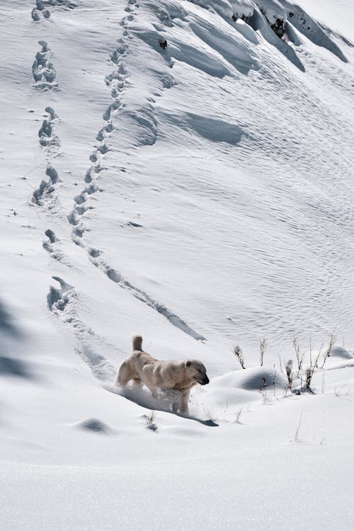 Photos gratuites de animal, animal de compagnie, colline