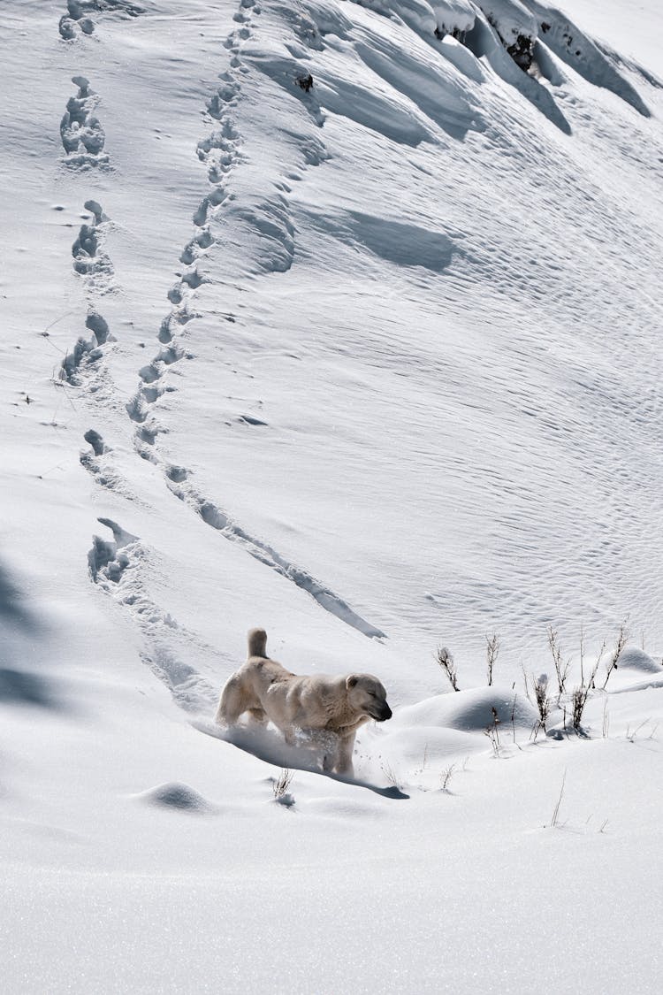 Small Dog Walking In Snow