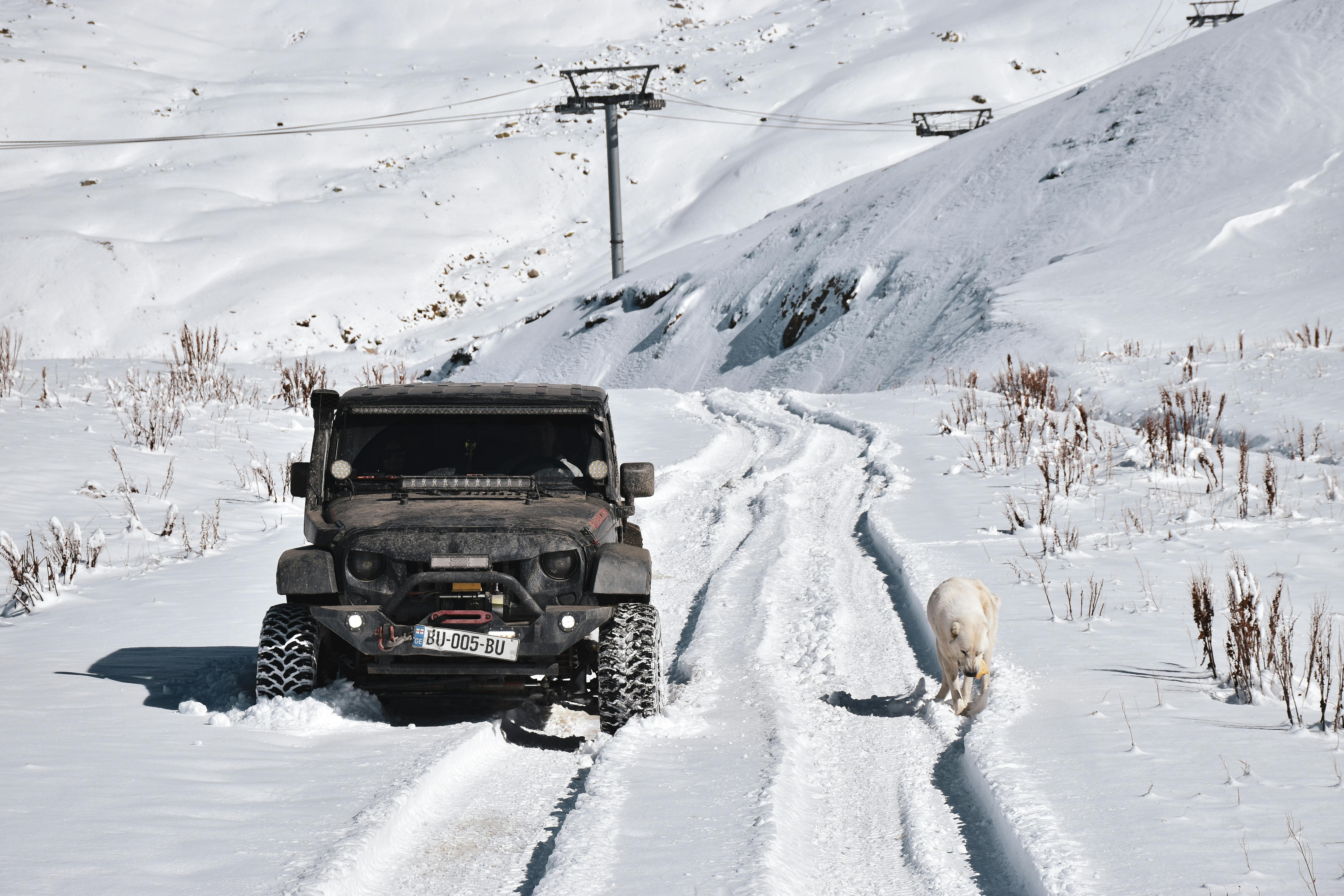 jeep and a dog in snowed mountain terrain