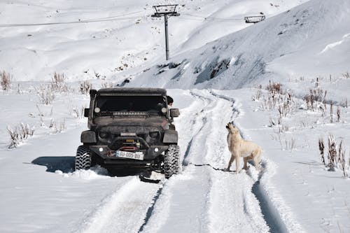 개, 겨울, 경치의 무료 스톡 사진
