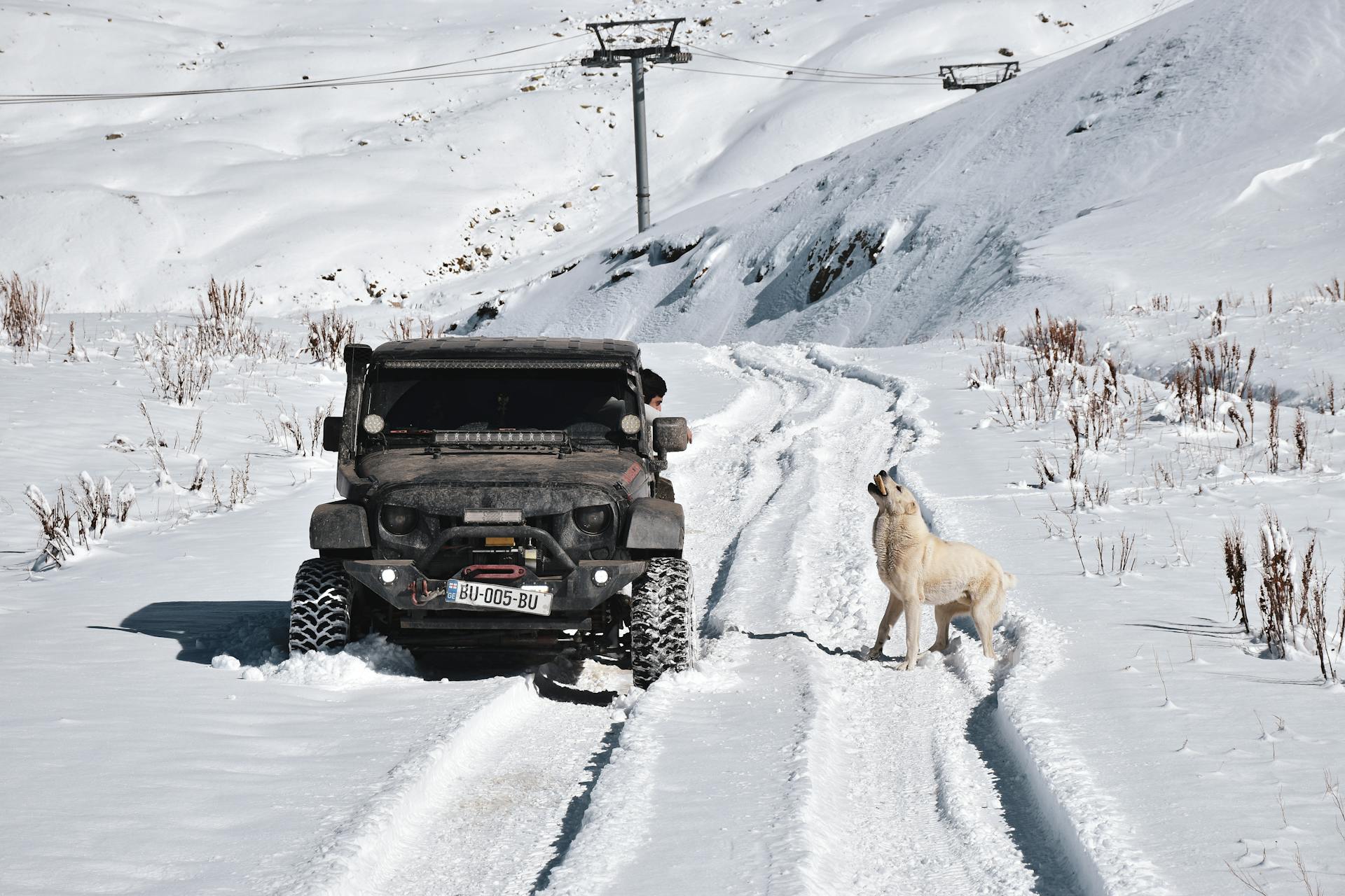 Man in a Jeep Giving Bread to a Wild Dog in Snowed Mountain Landscape