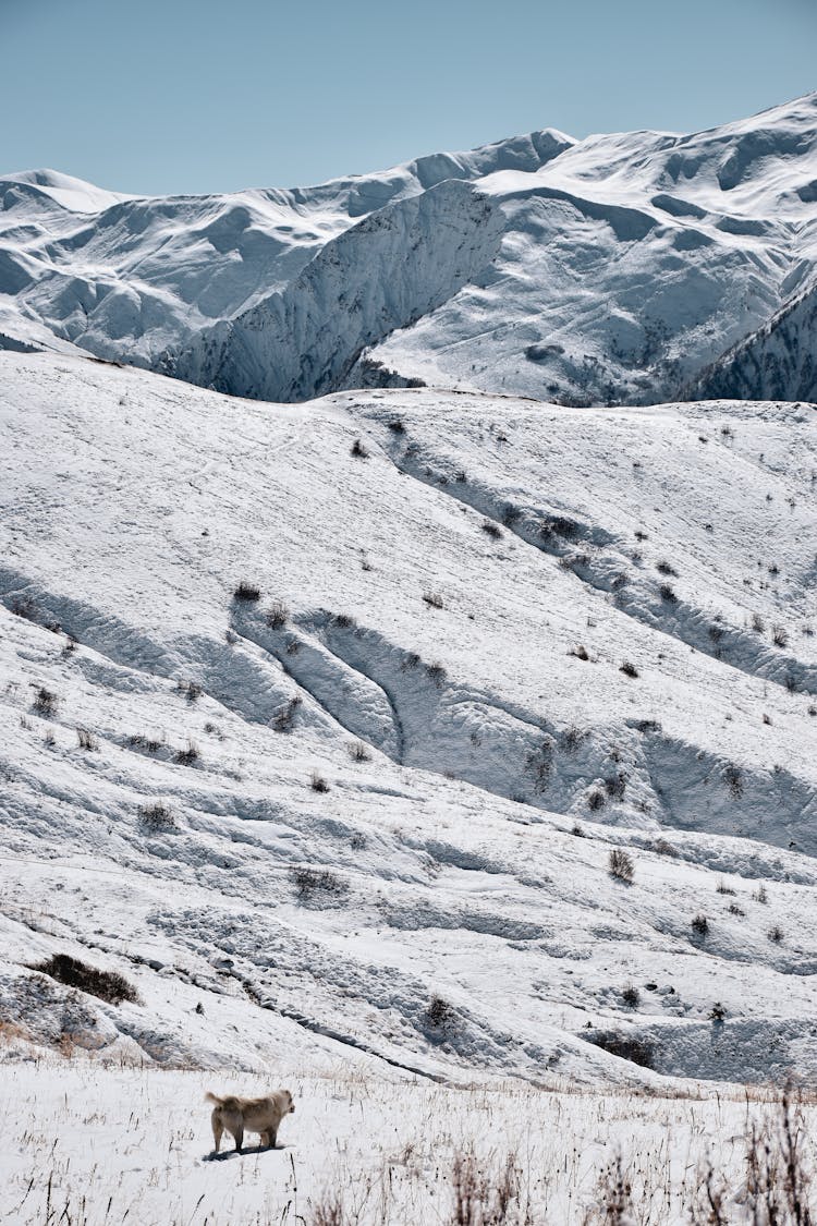 Wild Dog In Rocky Mountains In Snow