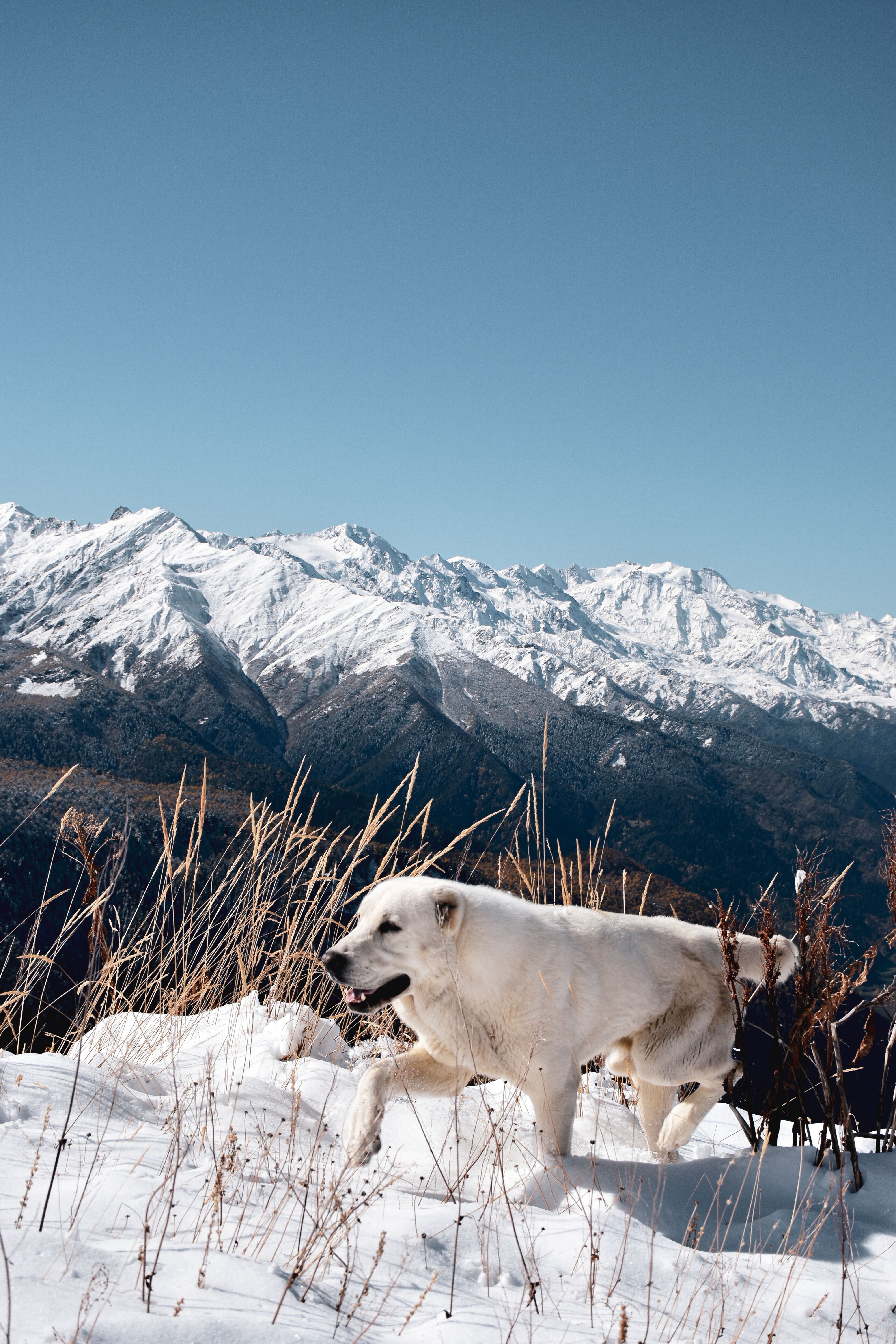 White dog walking through snowy mountains with a clear blue sky.