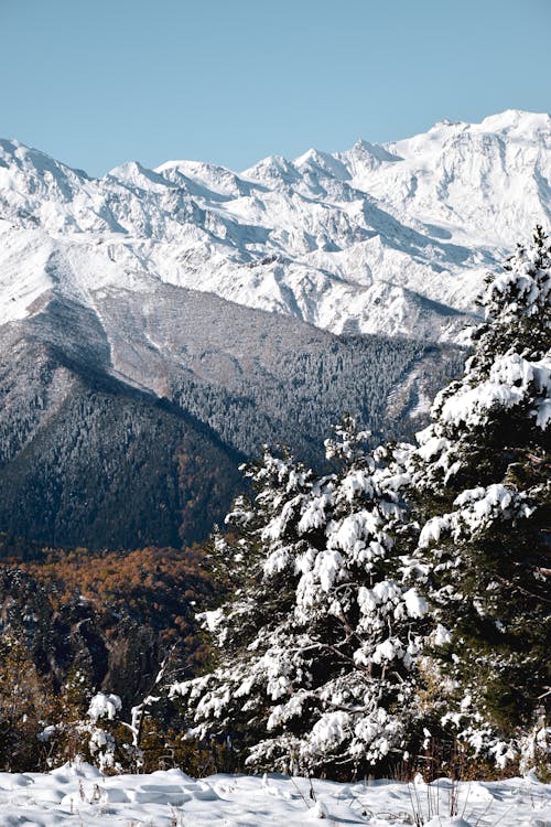 Gratuit Imagine de stoc gratuită din acoperit de zăpadă, arbore, cu vârfuri înzăpezite Fotografie de stoc