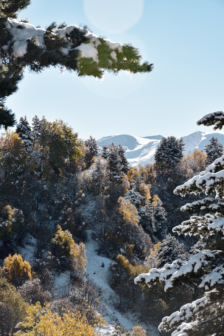 Snowy Trees In The Forest