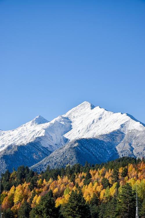 Snow Covered Mountain Near Green and Yellow Trees 
