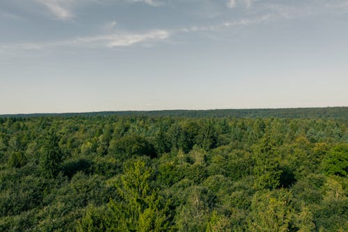açık hava, ağaç tepesi, ağaçlar içeren Ücretsiz stok fotoğraf