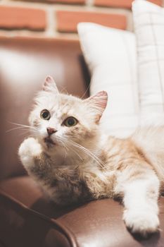 cat photo