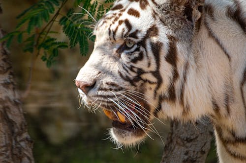 ジャガー, ひげ, 動物の無料の写真素材