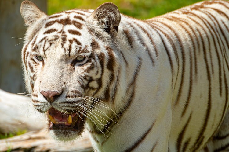 White Tiger With Mouth Open