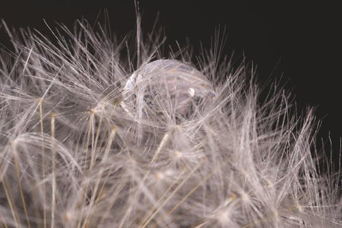 Free Close Up Photography of Water Drop on White Dandelion Flower Stock Photo