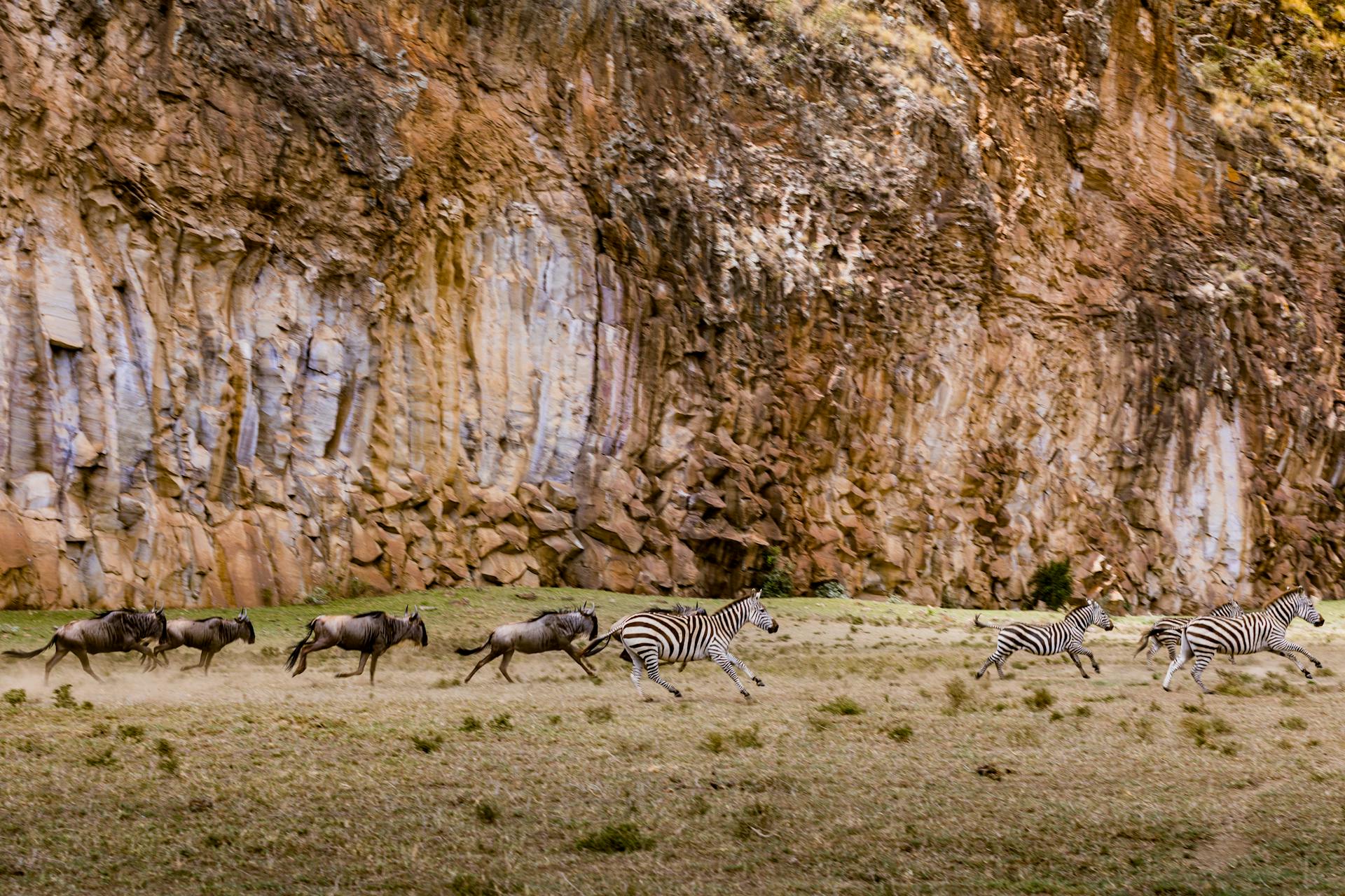 Zebra Eating Grass Near Brown Rock Formation