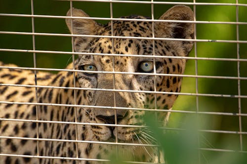 Close-Up Shot of a Leopard in a Cage 