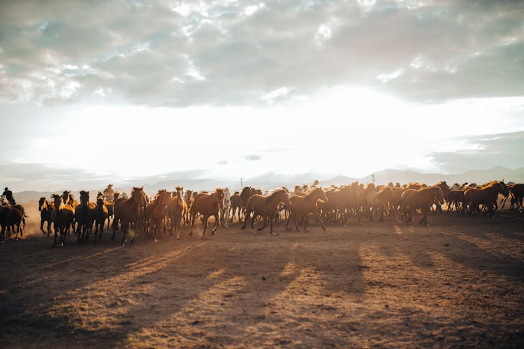 A Herd Of Horses 