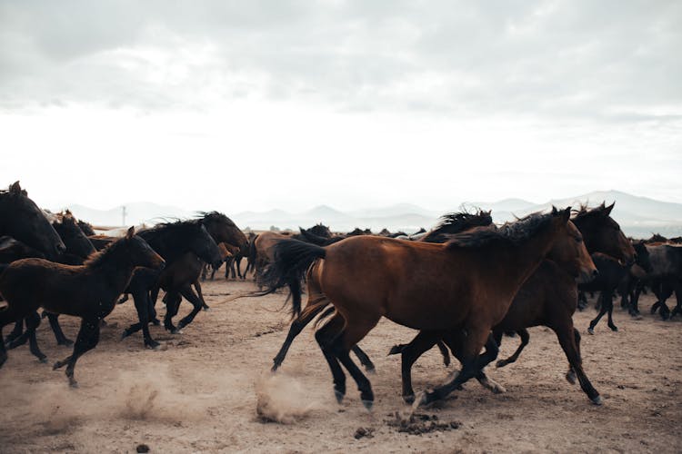 A Herd Of Horses