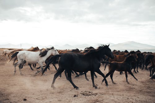 동물 사진, 떼, 말의 무료 스톡 사진
