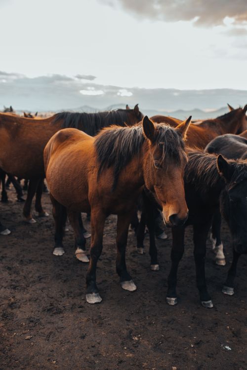 Free A herd of wild horses standing together in a natural setting during dusk, showcasing their majestic presence. Stock Photo