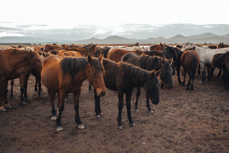 Horses In The Wild 