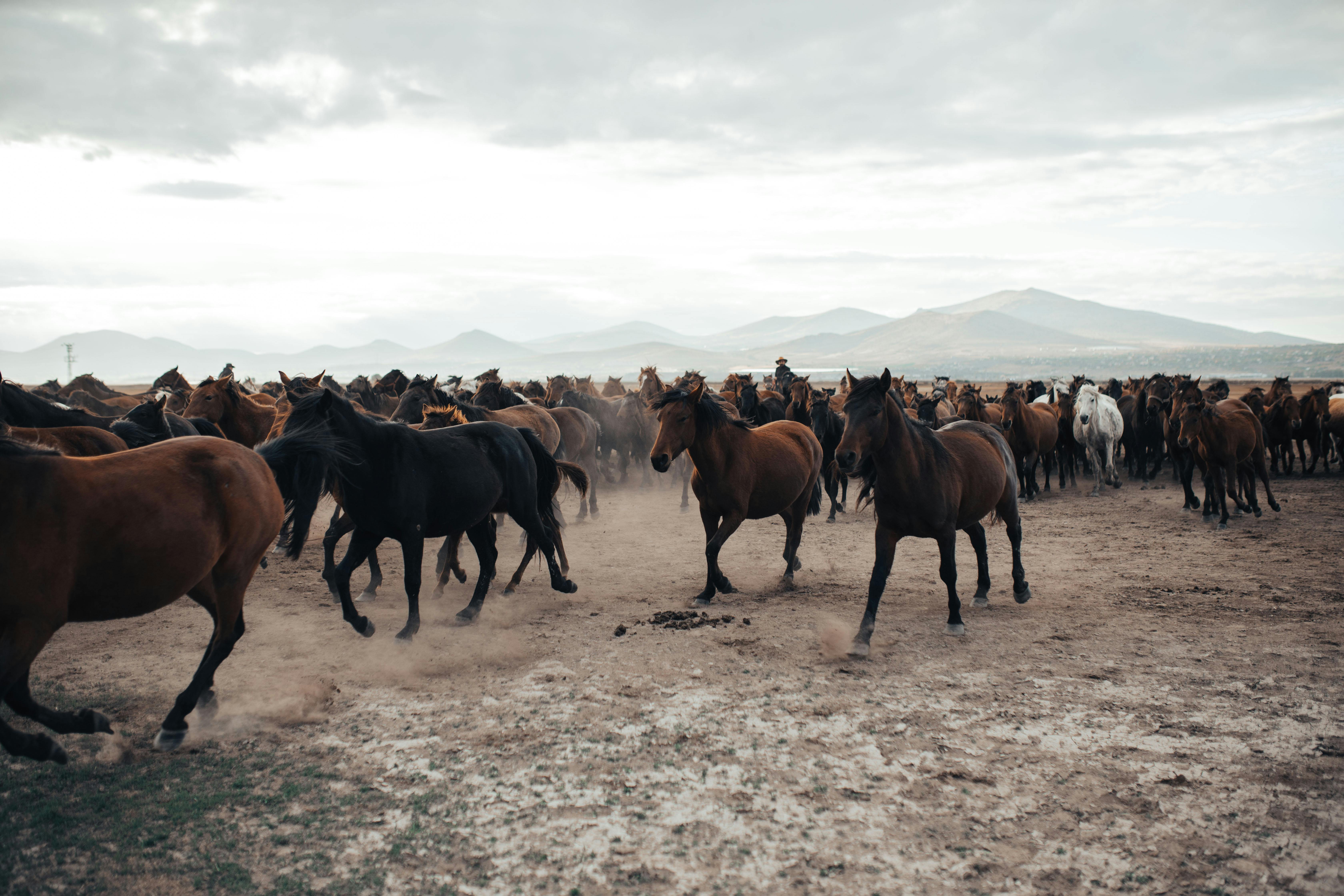 Photo of Horses Galloping · Free Stock Photo