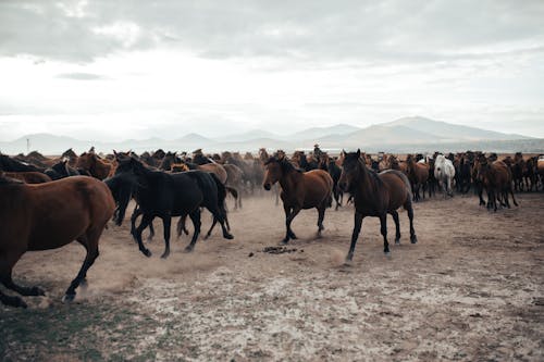 Photo of Horses Galloping