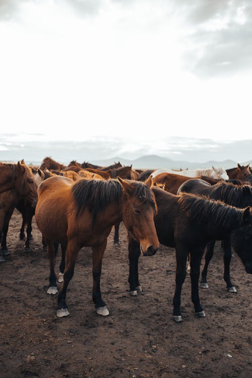 Herd of Horses on a Field