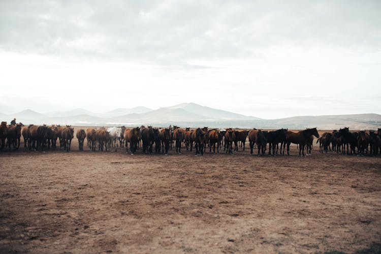 A Herd Of Horses