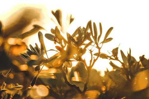 Free Close-up of sunlit leaves against a warm sunset backdrop, capturing natural beauty. Stock Photo