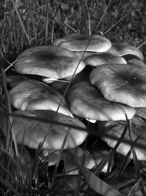 Free stock photo of black and white, mushrooms Stock Photo