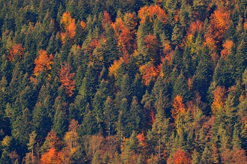 Imagine de stoc gratuită din arbori, codru, colorat