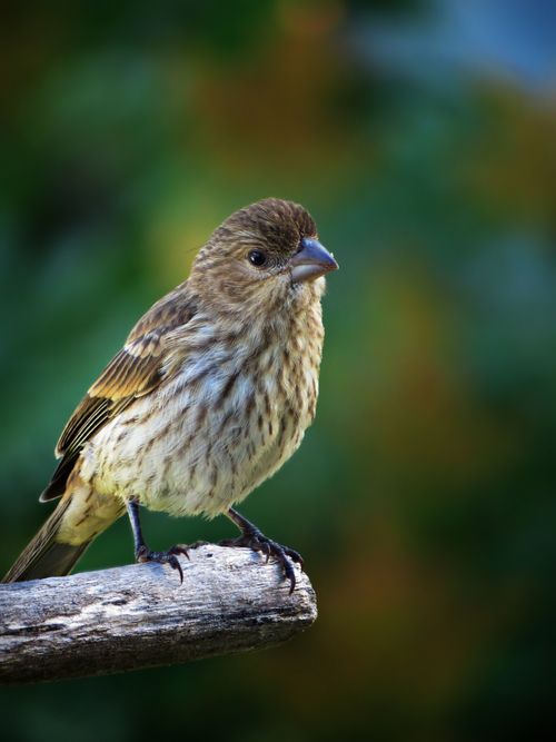Free Detailed close-up of a pine siskin bird perched on a branch with blurred natural background. Stock Photo