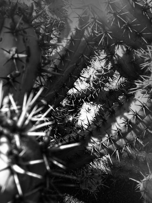 Free stock photo of black and white, cactus Stock Photo