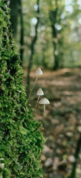 Detailed shot of delicate mushrooms on moss, capturing a serene forest scene.