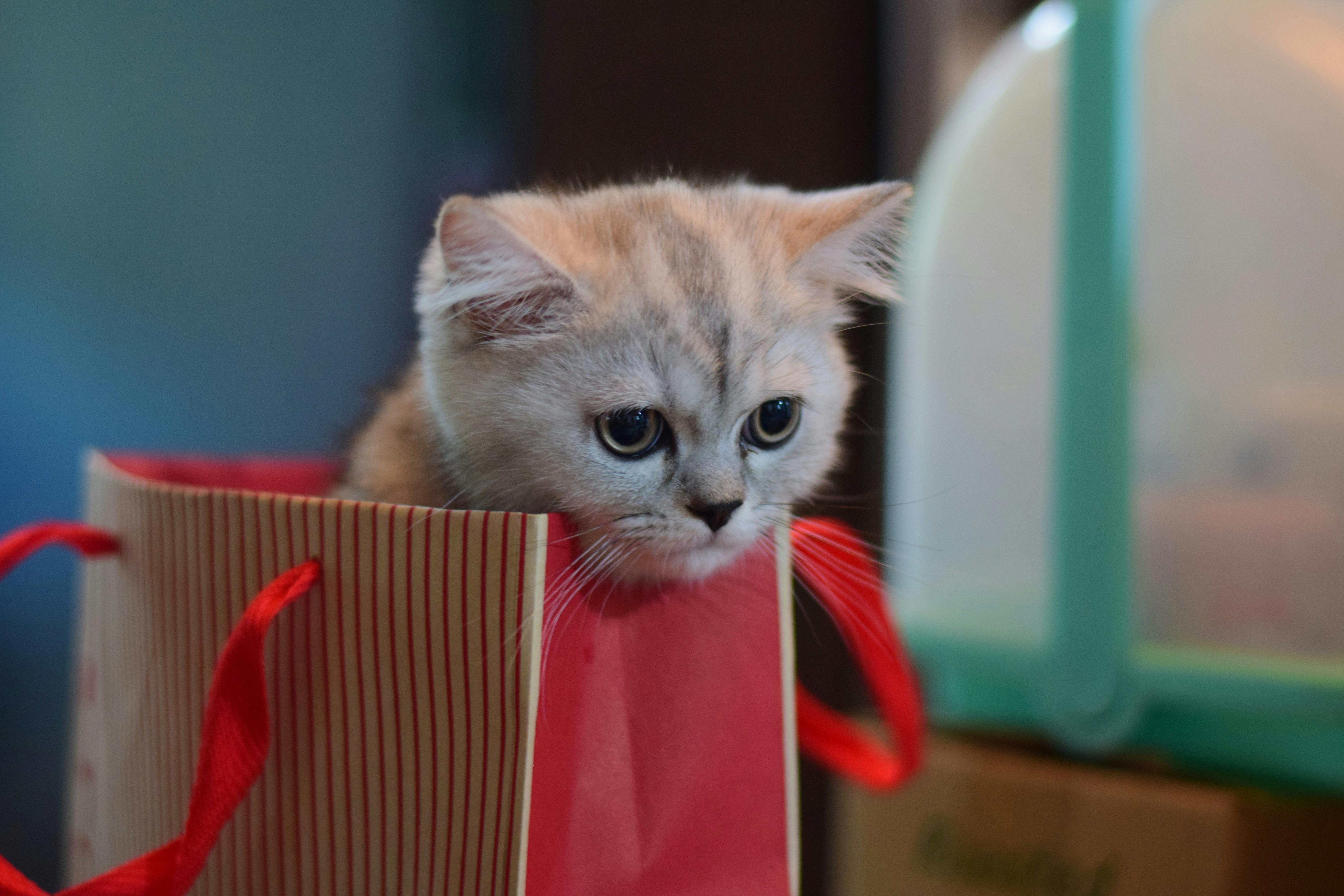 Kitten in a clearance bag