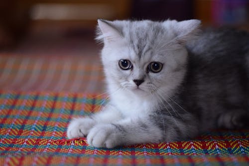 Δωρεάν στοκ φωτογραφιών με αιλουροειδές, Γάτα, γατάκι