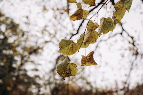 十月, 樹葉, 秋天的樹葉 的 免費圖庫相片