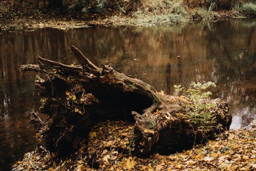 Free stock photo of autumn, autumn foliage, autumn landscape