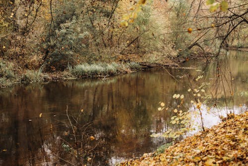 十月, 小河, 樹葉 的 免費圖庫相片