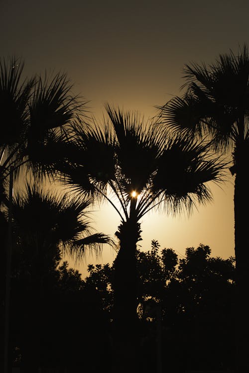 剪影, 垂直拍摄, 棕櫚樹 的 免费素材图片