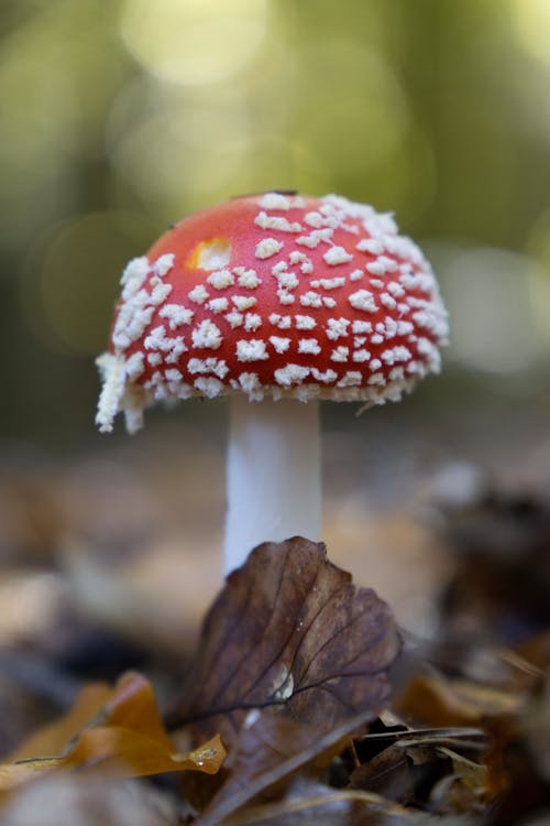 Foto stok gratis merapatkan, tembakan vertikal, terbang agaric